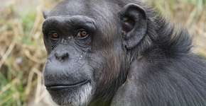 Chimpanzé reencontra família que o adotou e emociona a internet