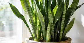 Foto: (Imagem sem texto alternativo disponivel ID [2676599])