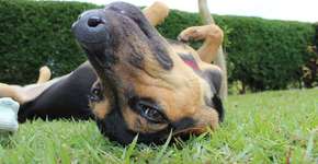 Site ajuda a escolher a melhor hospedagem para seu cão