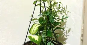 Como um vaso das sete ervas pode transformar a energia da sua casa