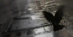 Foto: (Divulgação MIS / Lucia Lang)