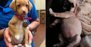 Foto: (Imagem sem texto alternativo disponivel ID [1049222])