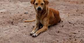 4 milhões de animais vivem abandonados e em ONGs no Brasil