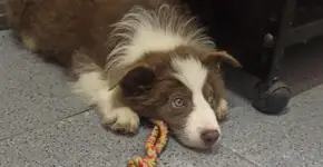 Cadela que ia para Fortaleza em voo da Latam vai parar no Rio