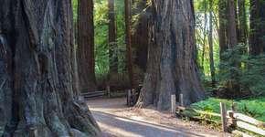 Foto: (Divulgação/RedWoodHikes)