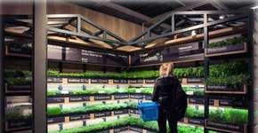 Supermercados agora têm estufa nas lojas: verduras fresquinhas