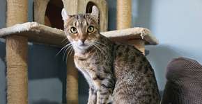 Foto: (Imagem sem texto alternativo disponivel ID [2595840])