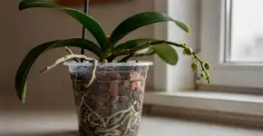 Foto: (Imagem sem texto alternativo disponivel ID [2721958])