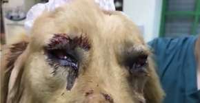 Cachorro é agredido brutalmente por funcionários de aeroporto