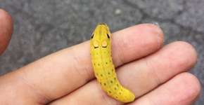 Foto: (Imagem sem texto alternativo disponivel ID [1154517])