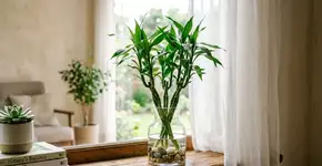 Para o bambu durar anos: Na china o macete não é trocar a água, mas nunca deixar o sol da tarde queimar o caule