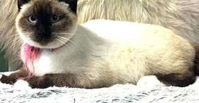 Gata abandonada é encontrada com bilhete preso em sua coleira