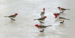 Foto: (Eduardo Ortega)