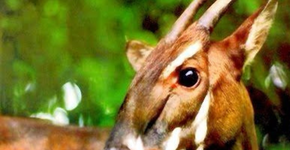 O “unicórnio” da Ásia que poucos tiveram a sorte de ver