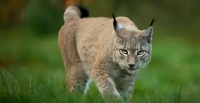 Foto: (Imagem sem texto alternativo disponivel ID [2680156])