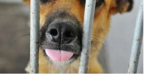 Feira de adoção reúne cães, gatos e até cavalos