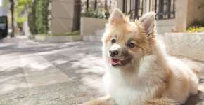 Foto: (Imagem sem texto alternativo disponivel ID [1895545])