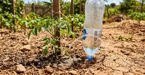 Um jovem de 14 anos encontrou uma solução extraordinária para a seca: ele criou um sistema que irriga árvores