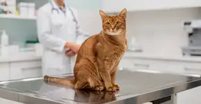 Foto: (Imagem sem texto alternativo disponivel ID [2709107])