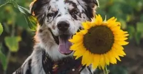 Vaquinhas online promovem causa animal