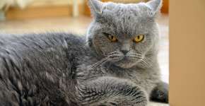 Foto: (struvictory/istock)