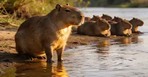 Foto: (Imagem sem texto alternativo disponivel ID [2698417])