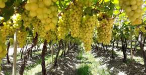 Foto: (Márcio Diniz/Catraca Livre)