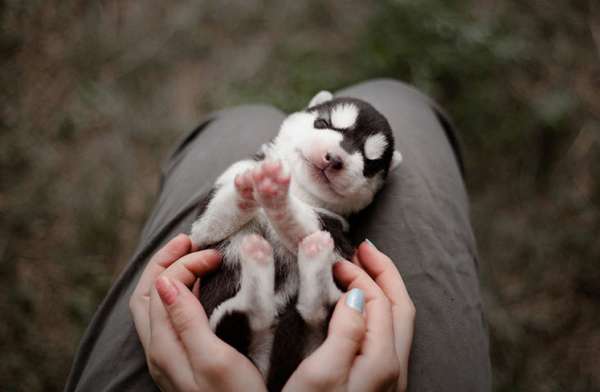 Fotógrafa registra cães da raça husky siberiano