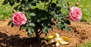 Foto: (Imagem sem texto alternativo disponivel ID [2722991])