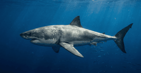 Foto: (Imagem sem texto alternativo disponivel ID [2770242])