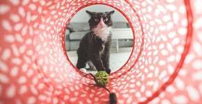 Como evitar estresse dos gatos diante do isolamento social