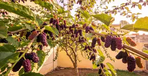 Foto: (Imagem sem texto alternativo disponivel ID [2704210])