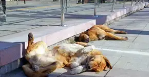 Ativistas criam campanha para alimentar animais abandonados em SP