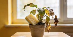 Foto: (Imagem sem texto alternativo disponivel ID [2692347])