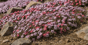 Foto: (Imagem sem texto alternativo disponivel ID [2738415])