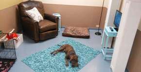 Abrigo cria quartos especiais para cachorros se sentirem em casa