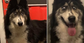 Cadela com olhos ‘diferentes’ enfrenta drama pra ser adotada