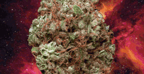 420 MÚSICAS GRINGAS SOBRE MACONHA