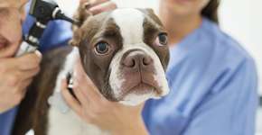 20 alimentos que devem ser proibidos na dieta do seu pet