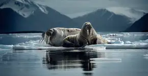 Foto: (Peter e Beverly Pickford)