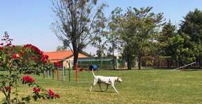 Resort em Brotas (SP) tem primeiro parque só para cães