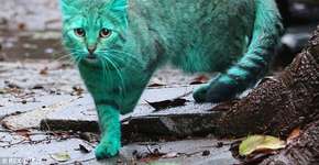 Foto: (Imagem sem texto alternativo disponivel ID [1504832])