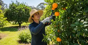 Como podar uma laranjeira para aumentar a produção de frutas e garantir um crescimento saudável o ano todo