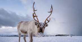 Foto: (Imagem sem texto alternativo disponivel ID [2683793])