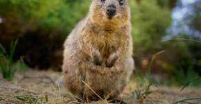 Foto: (Imagem sem texto alternativo disponivel ID [2618506])