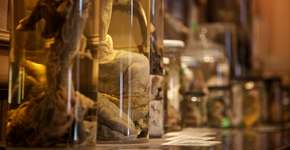 Foto: (Imagem sem texto alternativo disponivel ID [1865159])