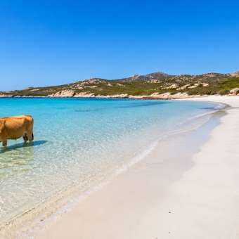 Featured mobile: A praia dos sonhos, onde nadamos tranquilamente ao lado de vacas