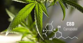 Canabidiol reduziu tumor em pulmão de idosa em 76%; leia pesquisa do Reino Unido