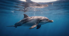 Foto: (Imagem sem texto alternativo disponivel ID [2719622])