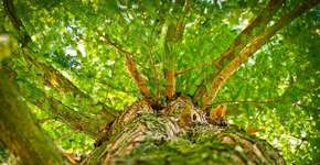 Plantio de árvores é a melhor solução no combate a mudanças climáticas